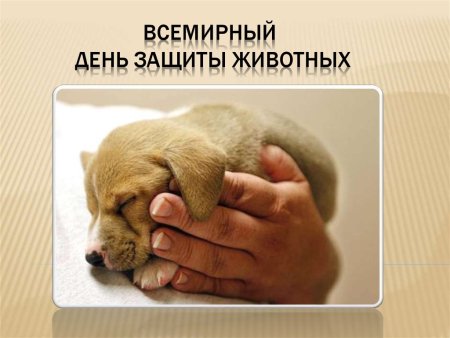 Всемирный день защиты животных