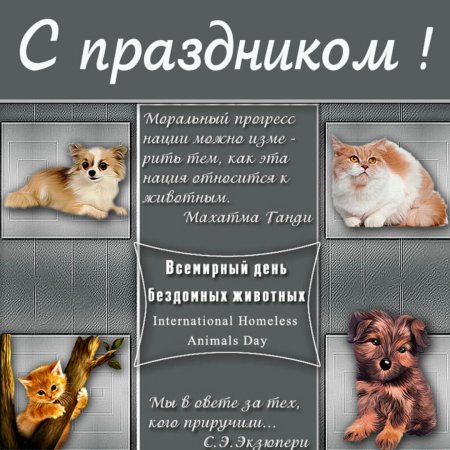 Международный день бездомных животных