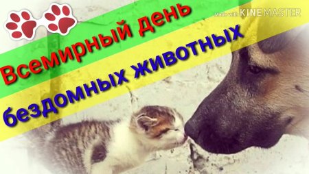 Всемирный день бездомных животных 2022