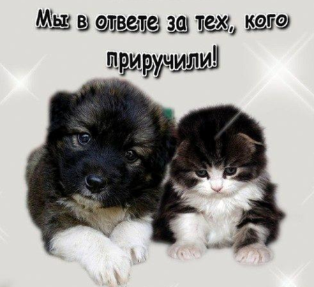 День защиты животных