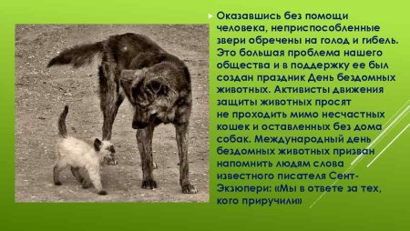 День защиты бездомных животных презентация
