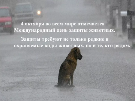 4 Октября день защиты животных