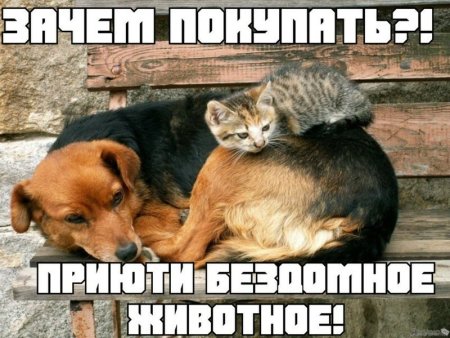 День бездомных животных 2021