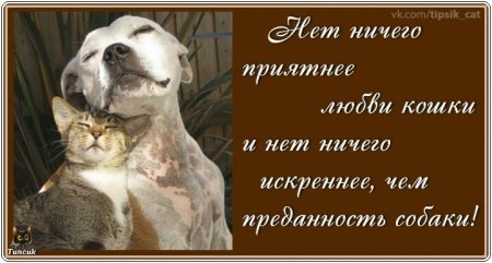 Всемирный день защиты животных 2020