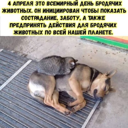 Всемирный день бродячих животных 4 апреля