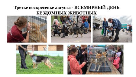 Всемирный день бездомных животных
