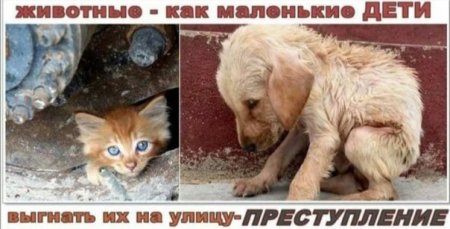 Всемирный день защиты бездомных животных 2020