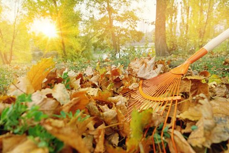 День слушания Шорохов