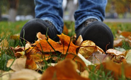 Шорох листьев