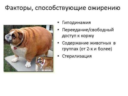Ожирение у животных