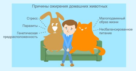 Причины ожирения животных