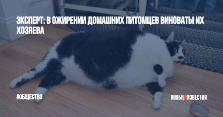 Неси Мезим кот