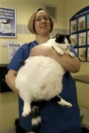 Кот растолстел