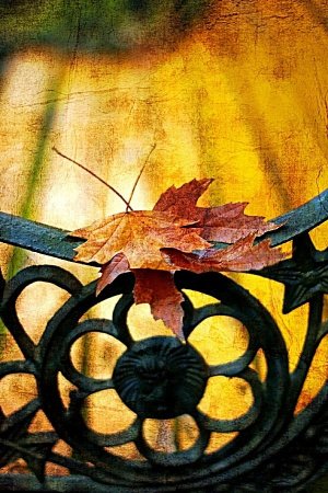 Осенние явления