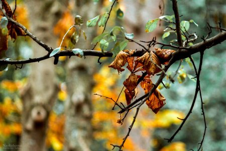 День засыпающих деревьев праздник