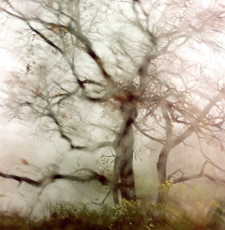 День засыпающих деревьев картинки