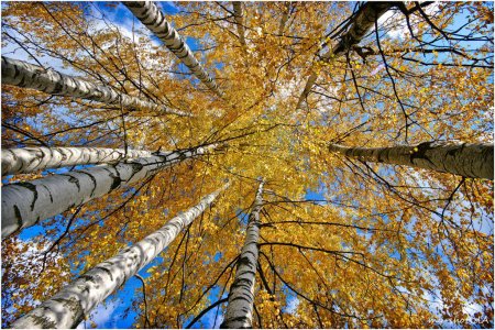 Листопад березы