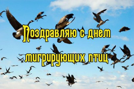 Всемирный день мигрирующих птиц 10 октября