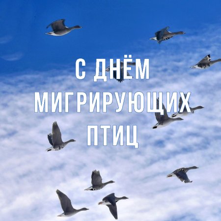 Всемирный день мигрирующих рыб