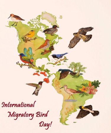 Всемирный день мигрирующих птиц