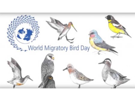 12 Мая день перелетных птиц