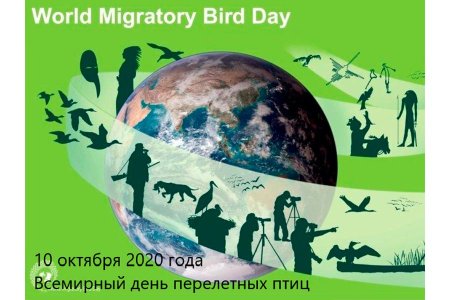 9 Мая Всемирный день мигрирующих птиц