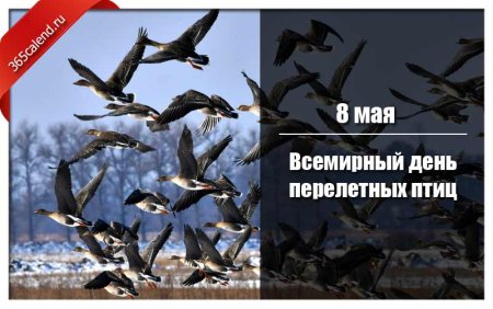 День перелетных птиц 2022