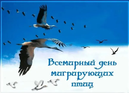 Всемирный день перелетных птиц