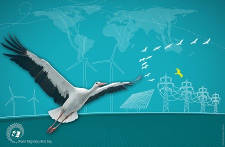 Всемирный день мигрирующих птиц (World migratory Bird Day)