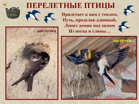 Всемирный день мигрирующих птиц