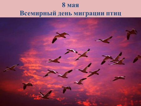 День мигрирующих птиц