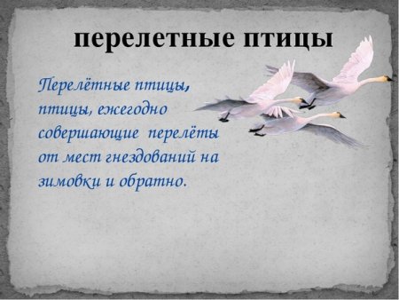 Всемирный день перелетных птиц