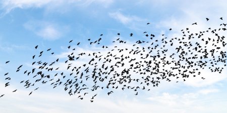 Всемирный день мигрирующих птиц 10 октября 2020