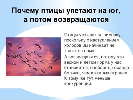 Почему птицы возвращаются весной