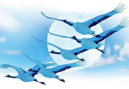 Птицы дай дай