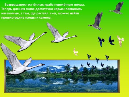 Перелетные птицы весной