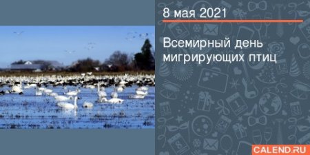 Всемирный день мигрирующих птиц 10 октября