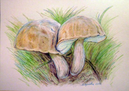 Грибочки цветными карандашами