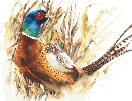 Золотой фазан акварелью