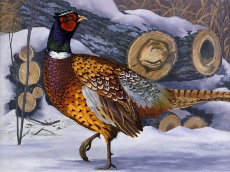 Фазан карикатура
