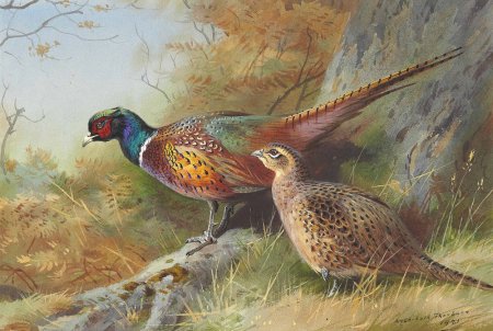 Арчибальд Торберн