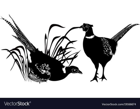 Золотой фазан силуэт