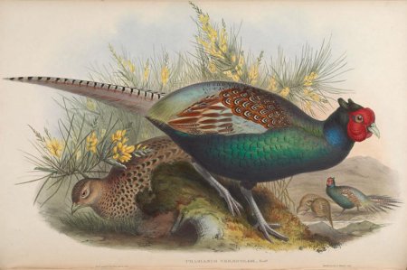 Курообразные птицы Азии