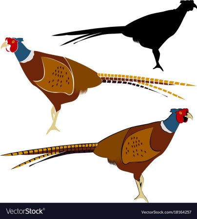 Фазан вектор