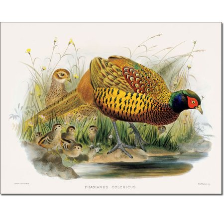 Фазаны. Даниэль Эллиот