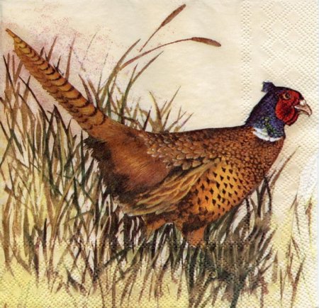 Фазан иллюстрация