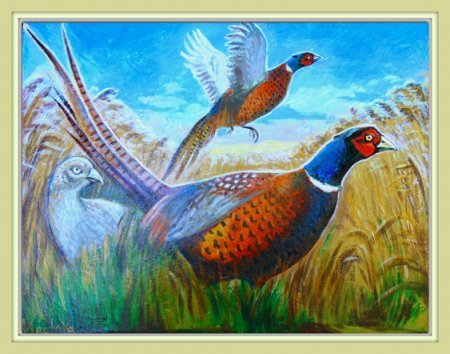 Фазан леди Амхерст