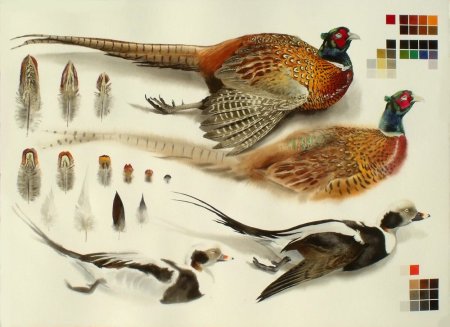 Перья фазана Эллиота