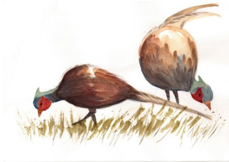 Фазан рисунок акварелью