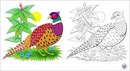 Фазан раскраска для детей